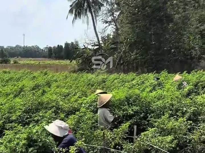 Petani TemanTani di bedeng cabai