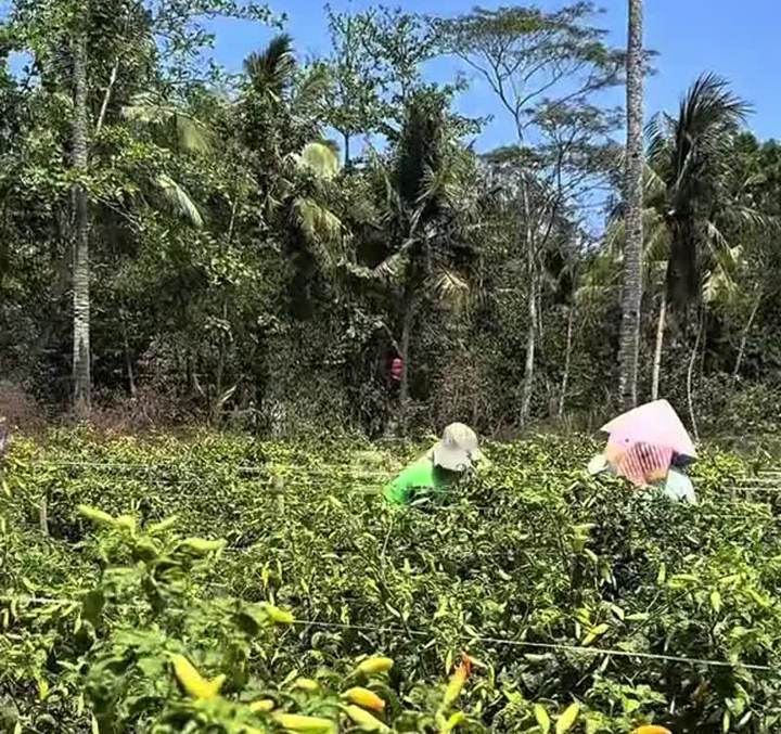 Hasil panen cabai rawit masuk karung